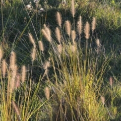 Cenchrus purpurascens (Swamp Foxtail) at Urambi Hills - 14 Apr 2017 by MichaelBedingfield