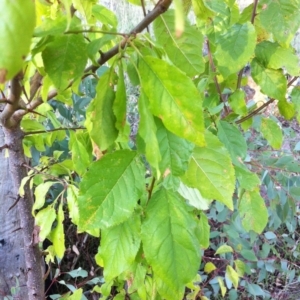 Prunus sp. at Garran, ACT - 15 Apr 2017 12:00 AM