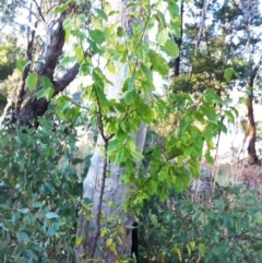 Prunus sp. at Garran, ACT - 15 Apr 2017