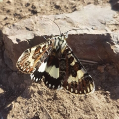 Apina callisto (Pasture Day Moth) at Mulligans Flat - 15 Apr 2017 by K.Rydar