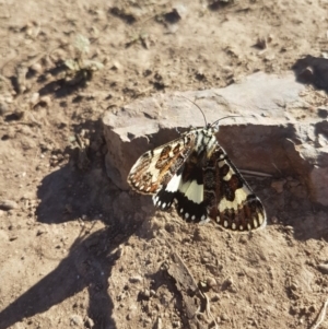 Apina callisto at Sutton, NSW - 15 Apr 2017 02:18 PM