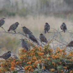 Sturnus vulgaris (Common Starling) at Urambi Hills - 14 Apr 2017 by michaelb