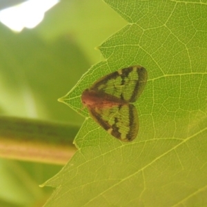 Scolypopa australis at Conder, ACT - 20 Jan 2017