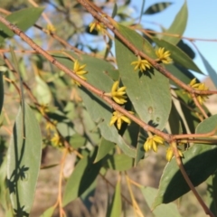Eucalyptus stellulata (Black Sally) at Urambi Hills - 14 Apr 2017 by michaelb