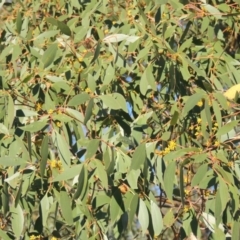 Eucalyptus stellulata at Urambi Hills - 14 Apr 2017