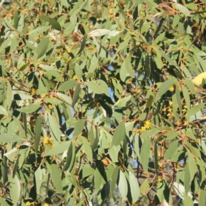 Eucalyptus stellulata at Urambi Hills - 14 Apr 2017