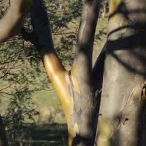 Eucalyptus stellulata at Urambi Hills - 14 Apr 2017