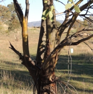 Eucalyptus stellulata at Urambi Hills - 14 Apr 2017