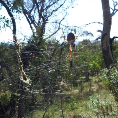 Trichonephila edulis (Golden orb weaver) at Mount Taylor - 15 Apr 2017 by RosemaryRoth