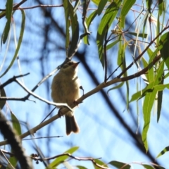 Melithreptus brevirostris (Brown-headed Honeyeater) at Canberra Central, ACT - 14 Apr 2017 by Qwerty