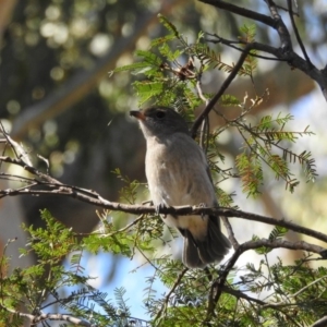 Melithreptus brevirostris at Canberra Central, ACT - 15 Apr 2017