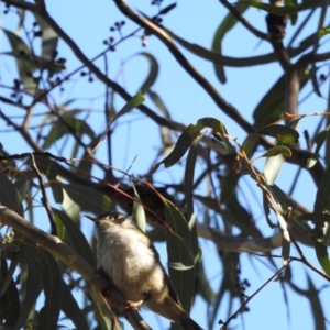 Melithreptus brevirostris at Canberra Central, ACT - 15 Apr 2017