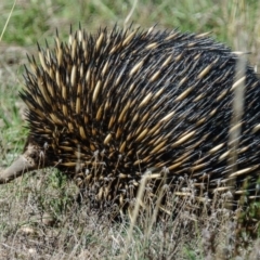 Tachyglossus aculeatus (Short-beaked Echidna) at Goorooyarroo NR (ACT) - 15 Apr 2017 by CedricBear