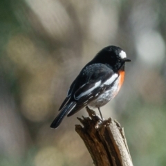 Petroica boodang (Scarlet Robin) at Gungahlin, ACT - 15 Apr 2017 by CedricBear