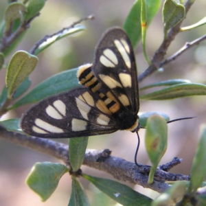 Amata (genus) at Bullen Range - 15 Apr 2017