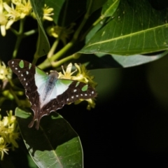 Graphium macleayanum (Macleay's Swallowtail) at ANBG - 16 Apr 2017 by SallyandPeter