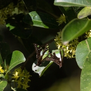 Graphium macleayanum at Acton, ACT - 16 Apr 2017 10:18 AM