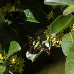 Graphium macleayanum at Acton, ACT - 16 Apr 2017