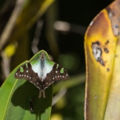 Graphium macleayanum at Acton, ACT - 16 Apr 2017 10:18 AM