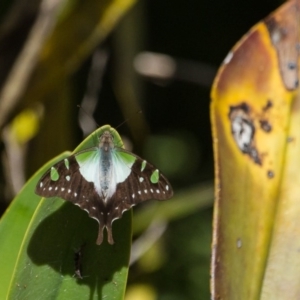 Graphium macleayanum at Acton, ACT - 16 Apr 2017