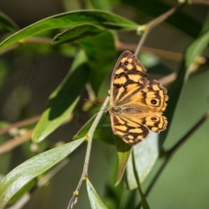 Heteronympha paradelpha at Acton, ACT - 16 Apr 2017