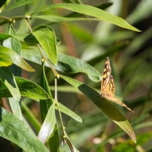 Heteronympha paradelpha at Acton, ACT - 16 Apr 2017