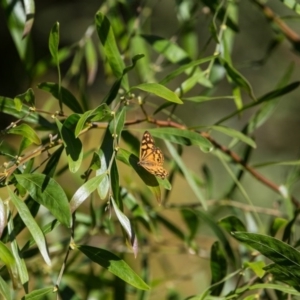 Heteronympha paradelpha at Acton, ACT - 16 Apr 2017 10:23 AM