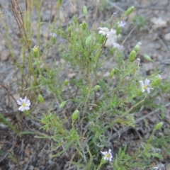 Vittadinia muelleri (Narrow-leafed New Holland Daisy) at Urambi Hills - 14 Apr 2017 by michaelb