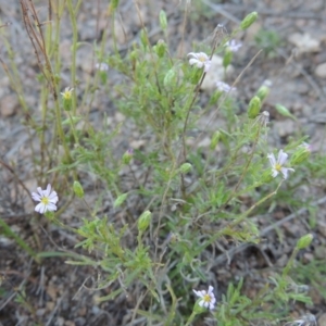 Vittadinia muelleri at Urambi Hills - 14 Apr 2017 06:35 PM