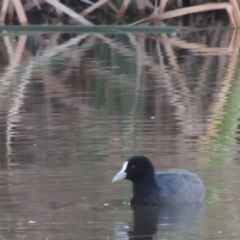 Fulica atra (Eurasian Coot) at Urambi Hills - 14 Apr 2017 by MichaelBedingfield