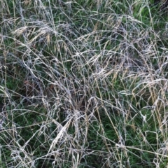 Bromus diandrus (Great Brome) at Hughes Garran Woodland - 17 Nov 2014 by ruthkerruish