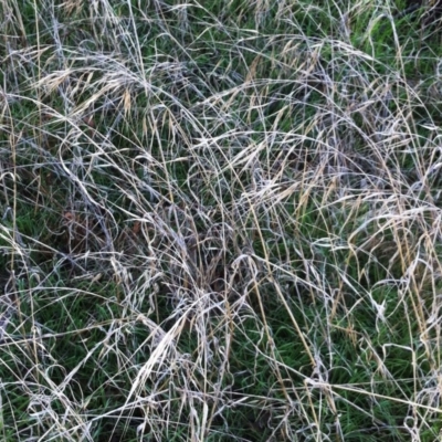 Bromus diandrus (Great Brome) at Hughes, ACT - 17 Nov 2014 by ruthkerruish