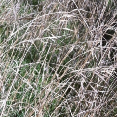 Bromus diandrus at Hughes, ACT - 18 Nov 2014 12:00 AM