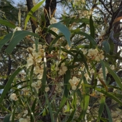 Acacia implexa (Hickory Wattle, Lightwood) at Isaacs Ridge and Nearby - 16 Apr 2017 by Mike