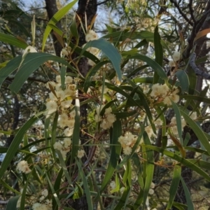 Acacia implexa at Jerrabomberra, ACT - 16 Apr 2017