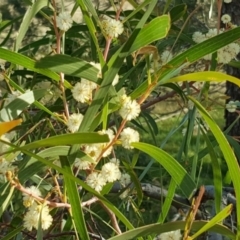 Acacia implexa at Jerrabomberra, ACT - 16 Apr 2017