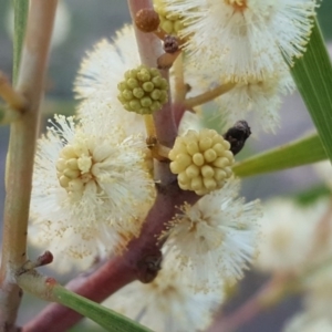 Acacia implexa at Jerrabomberra, ACT - 16 Apr 2017