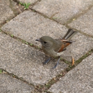 Pachycephala pectoralis at Hackett, ACT - 16 Apr 2017