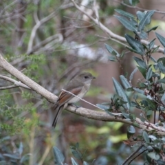 Pachycephala pectoralis at Hackett, ACT - 16 Apr 2017