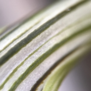 Diplodium truncatum at Crace, ACT - 16 Apr 2017