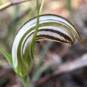 Diplodium truncatum at Crace, ACT - suppressed