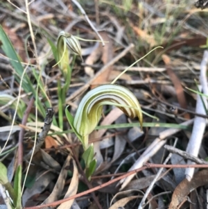 Diplodium truncatum at Crace, ACT - 16 Apr 2017