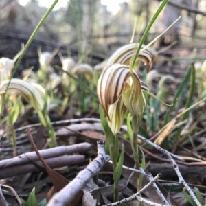 Diplodium truncatum at Crace, ACT - 16 Apr 2017