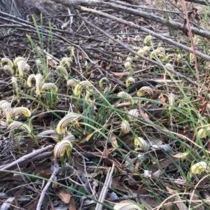 Diplodium truncatum at Crace, ACT - suppressed