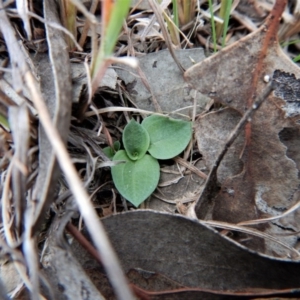 Diplodium truncatum at Belconnen, ACT - 13 Apr 2017