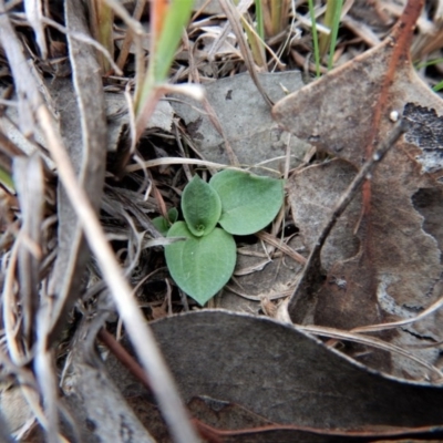 Diplodium truncatum (Little Dumpies, Brittle Greenhood) at Mount Painter - 13 Apr 2017 by CathB