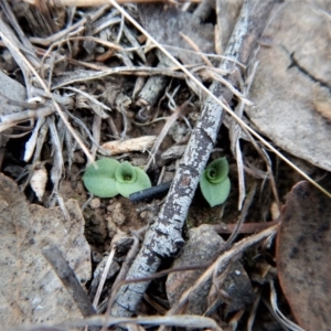 Diplodium truncatum at Belconnen, ACT - 13 Apr 2017