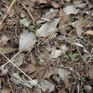 Diplodium truncatum at Belconnen, ACT - 13 Apr 2017