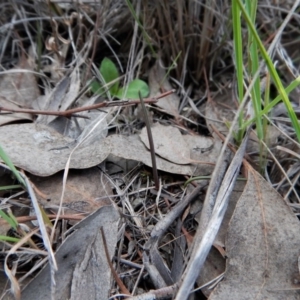 Thelymitra pauciflora at Belconnen, ACT - suppressed