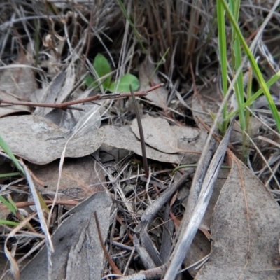 Thelymitra pauciflora (Slender Sun Orchid) at Belconnen, ACT - 13 Apr 2017 by CathB